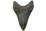 Fossil Megalodon Tooth - South Carolina #310076-1